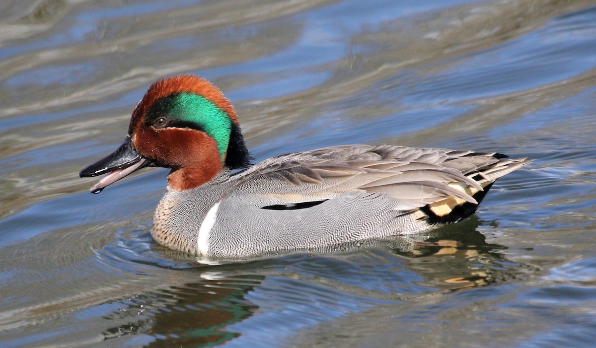 Green-winged Teal - ML89021801