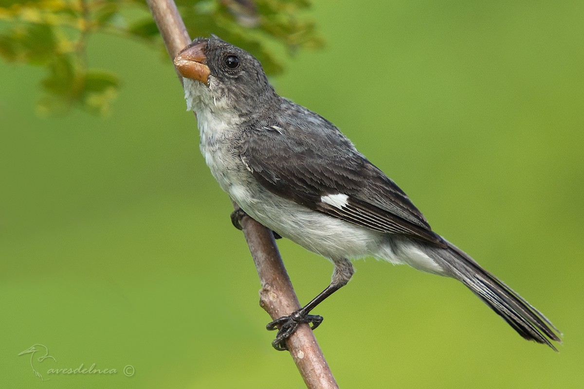 White-bellied Seedeater - ML89022361