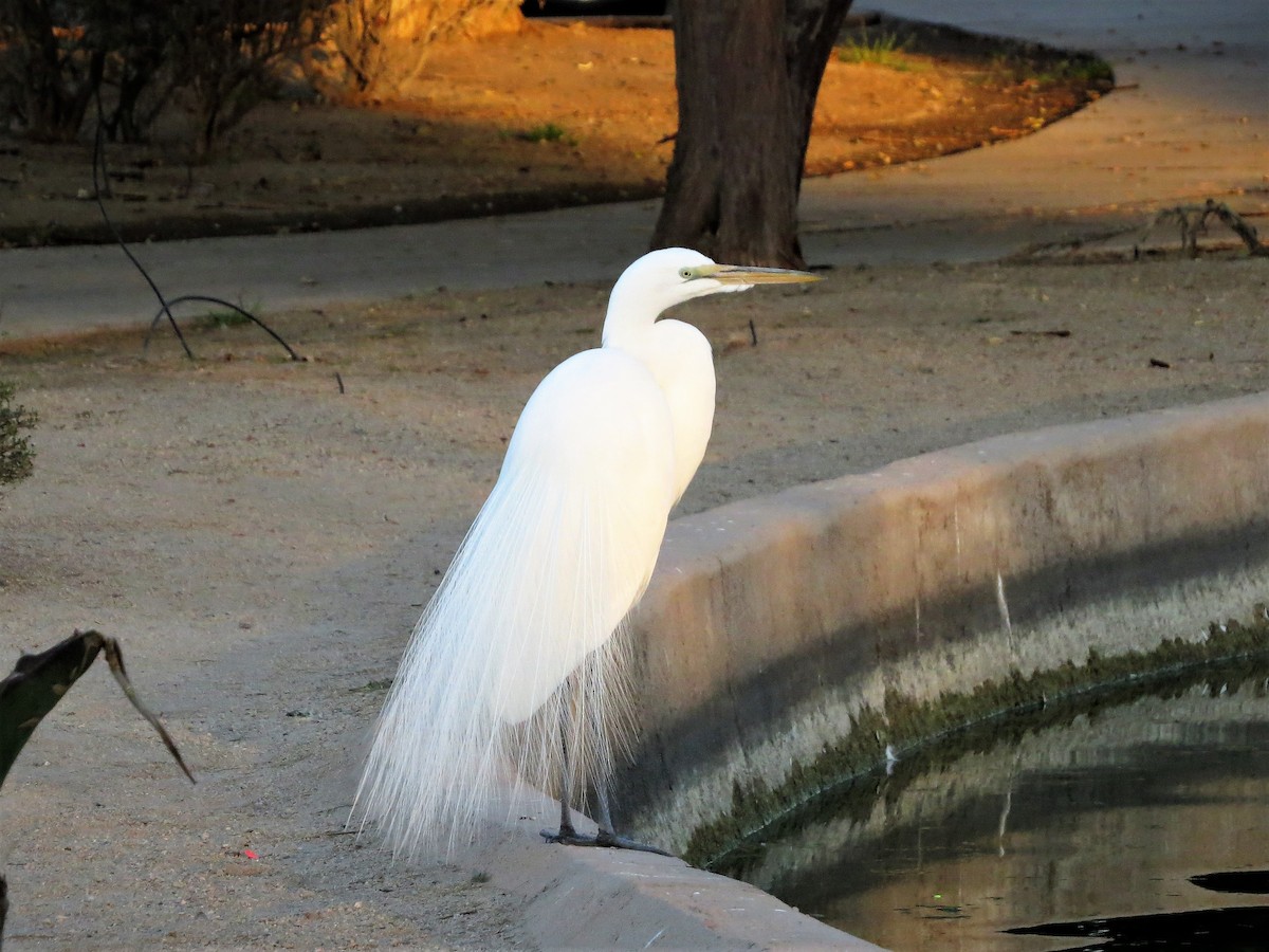 Great Egret - Ted Hindmarch
