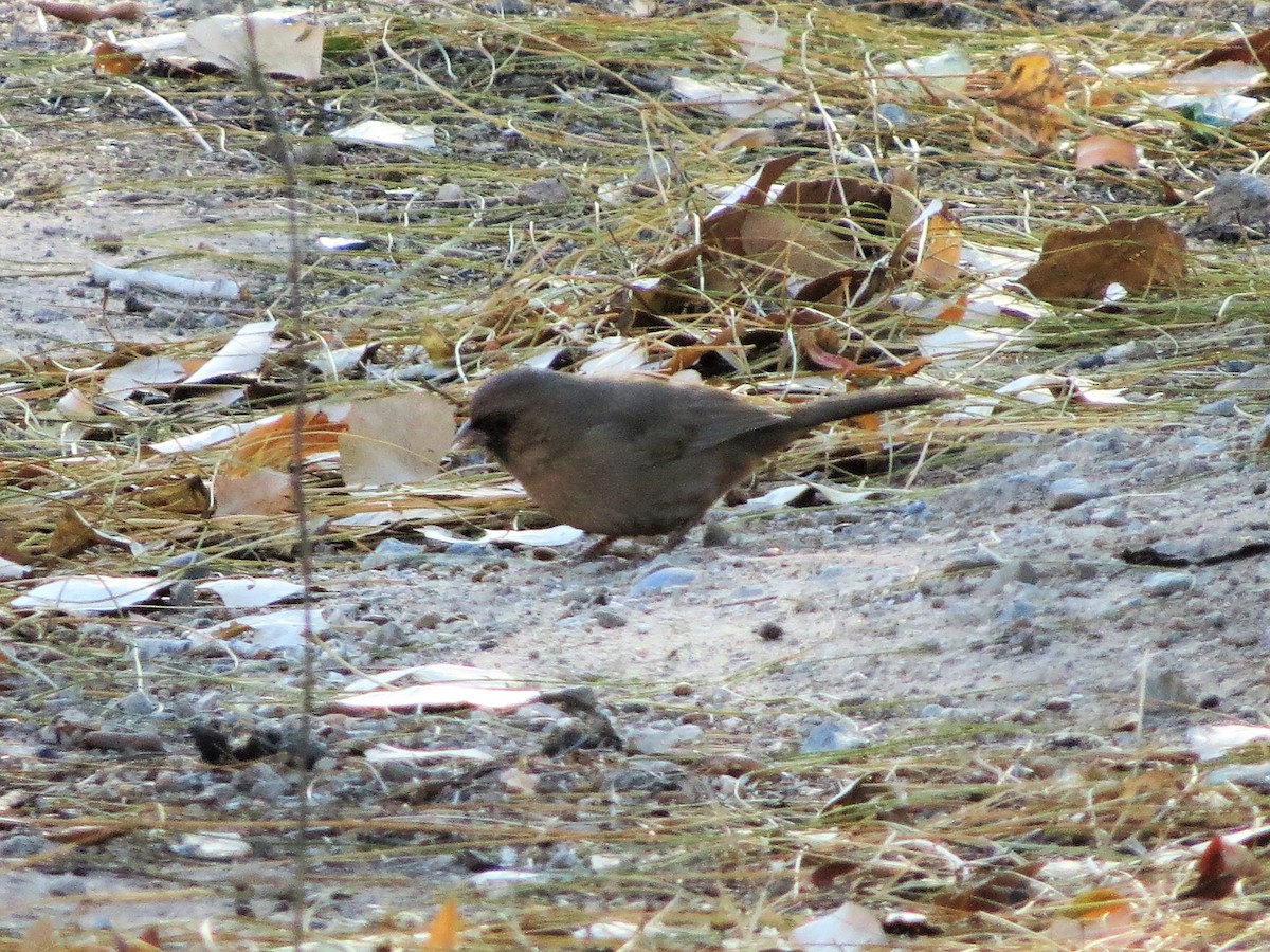 Abert's Towhee - Ted Hindmarch