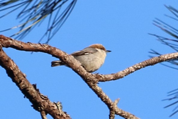 Brown-headed Nuthatch - ML89030471
