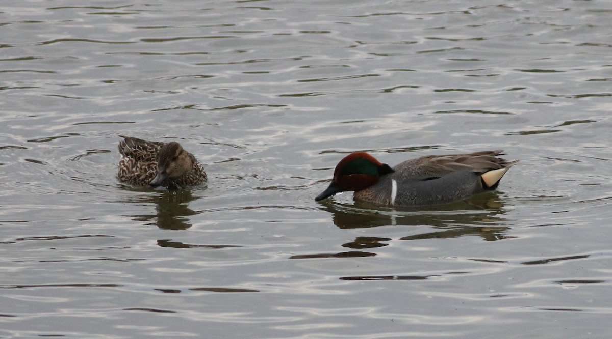Green-winged Teal - ML89034911