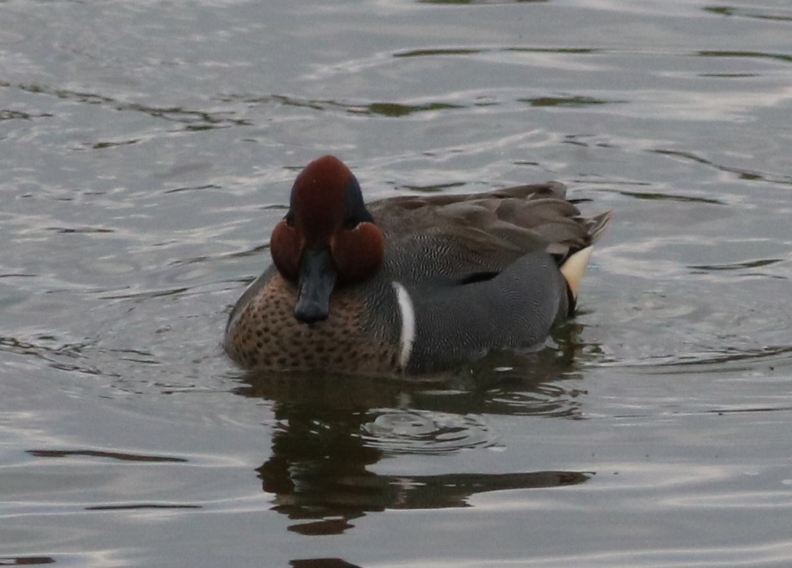Green-winged Teal - ML89034921