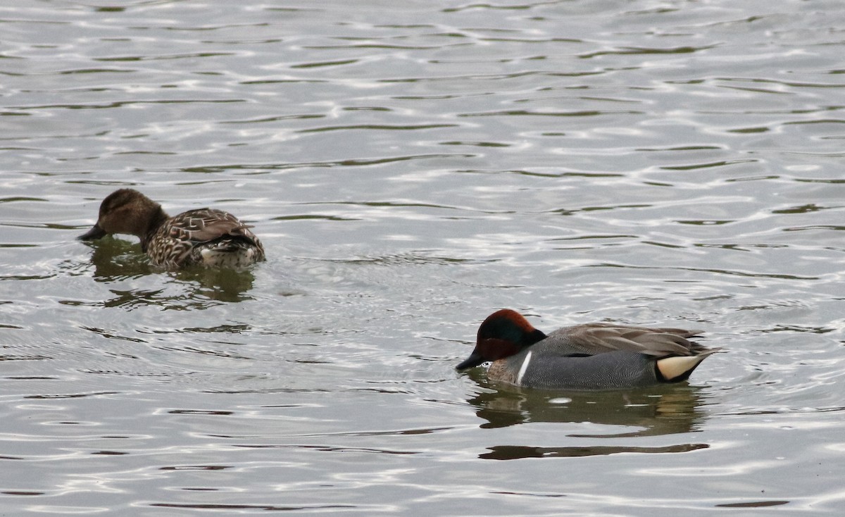 Green-winged Teal - ML89034971