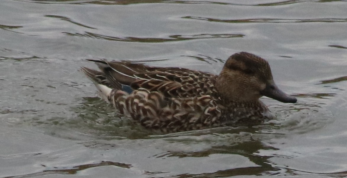 Green-winged Teal - ML89035021