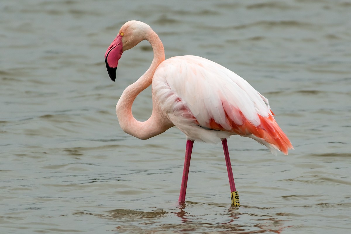Greater Flamingo - James Hoagland