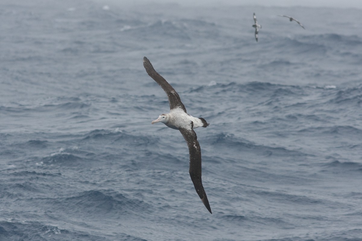 Snowy/Tristan/Antipodean Albatross - Marbry Hopkins