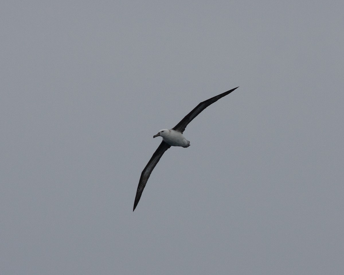 Black-browed Albatross - Marbry Hopkins