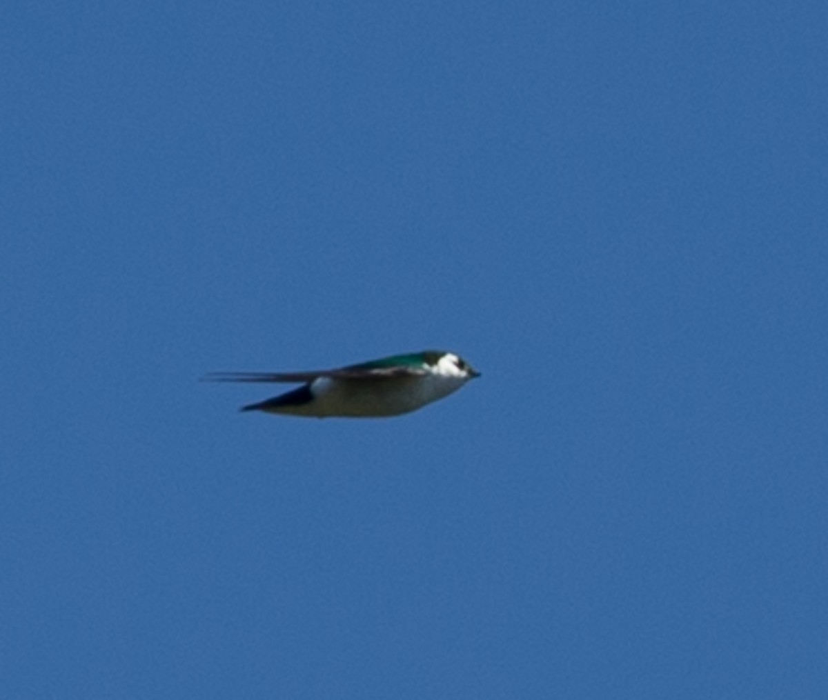 Violet-green Swallow - ML89039211