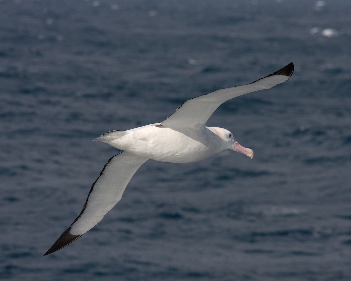 Snowy Albatross - Marbry Hopkins