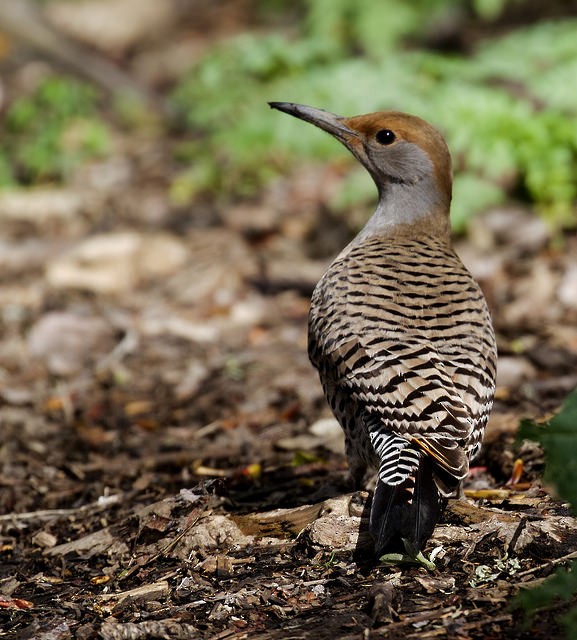 Northern Flicker (Red-shafted) - Anonymous