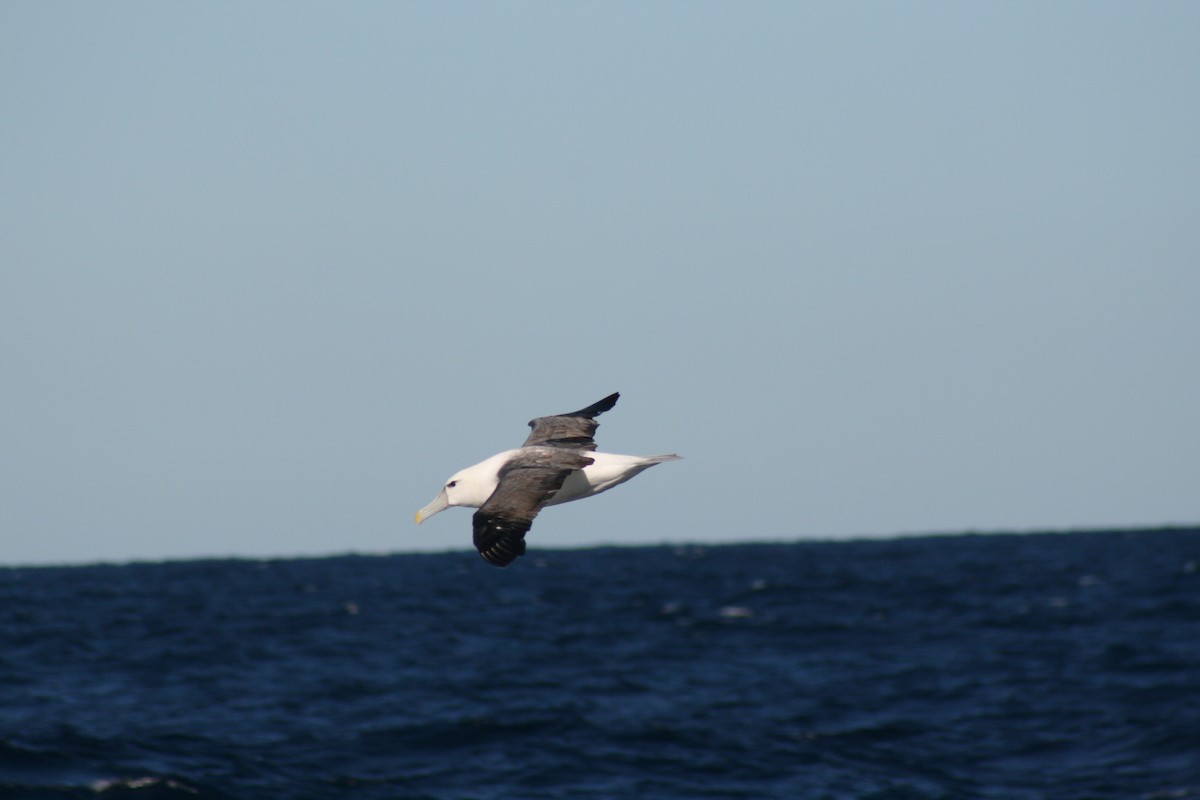 White-capped Albatross - David Kidwell