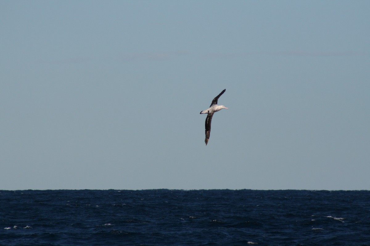 Antipodean Albatross (Gibson's) - David Kidwell