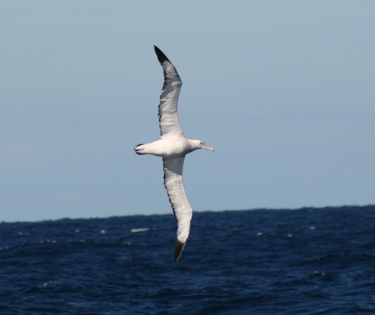 Antipodean Albatross (Gibson's) - David Kidwell