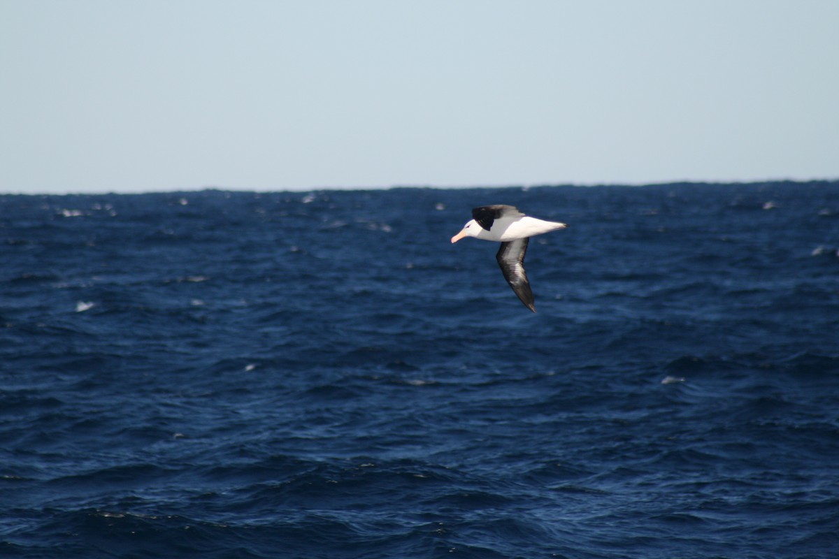 Black-browed Albatross - David Kidwell