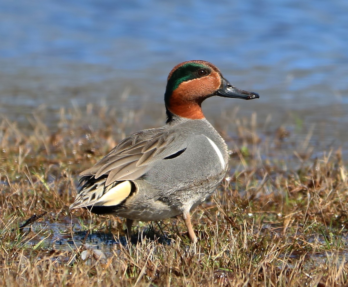 Green-winged Teal - ML89042691