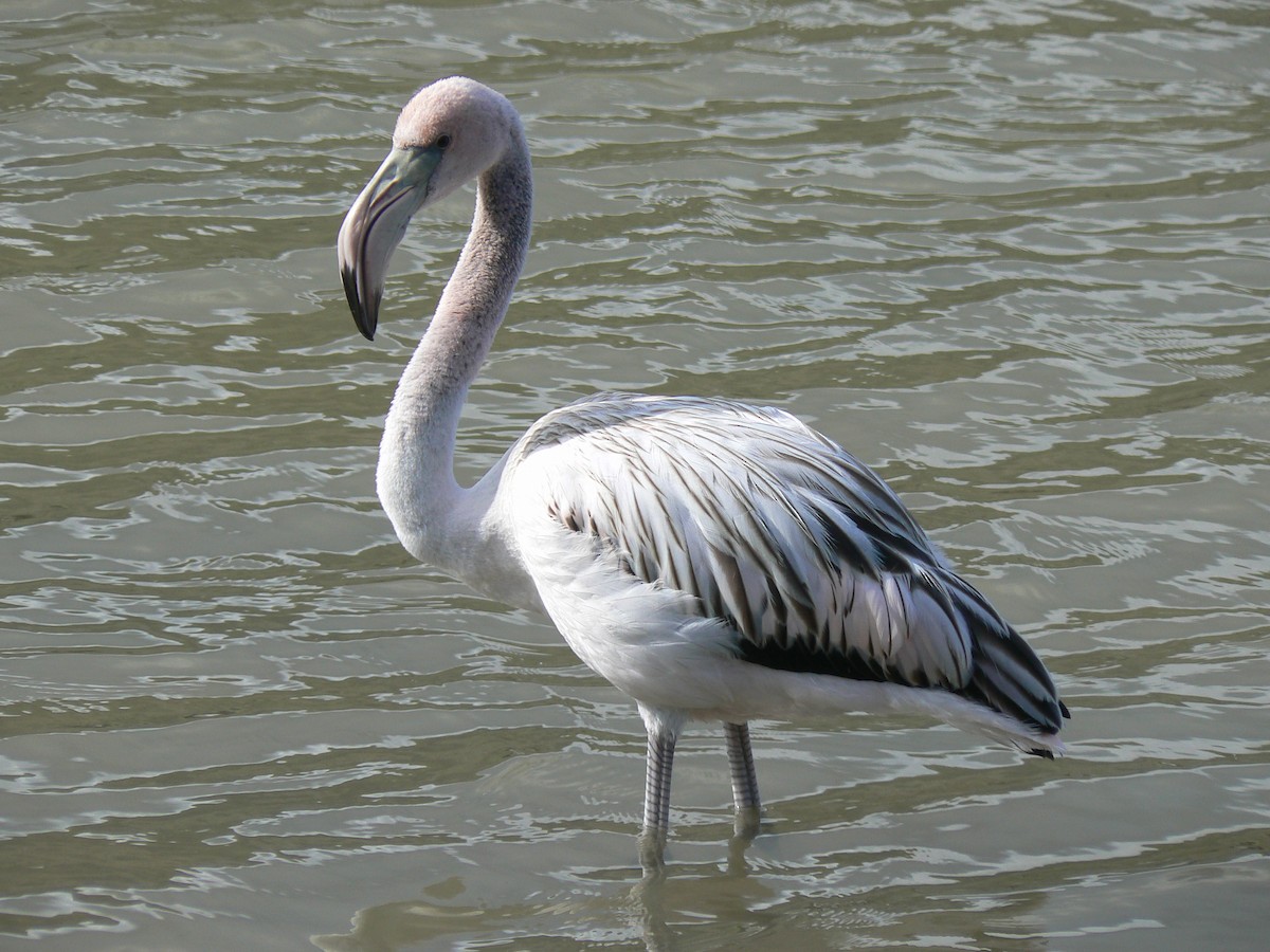 American Flamingo - Nancy Cox