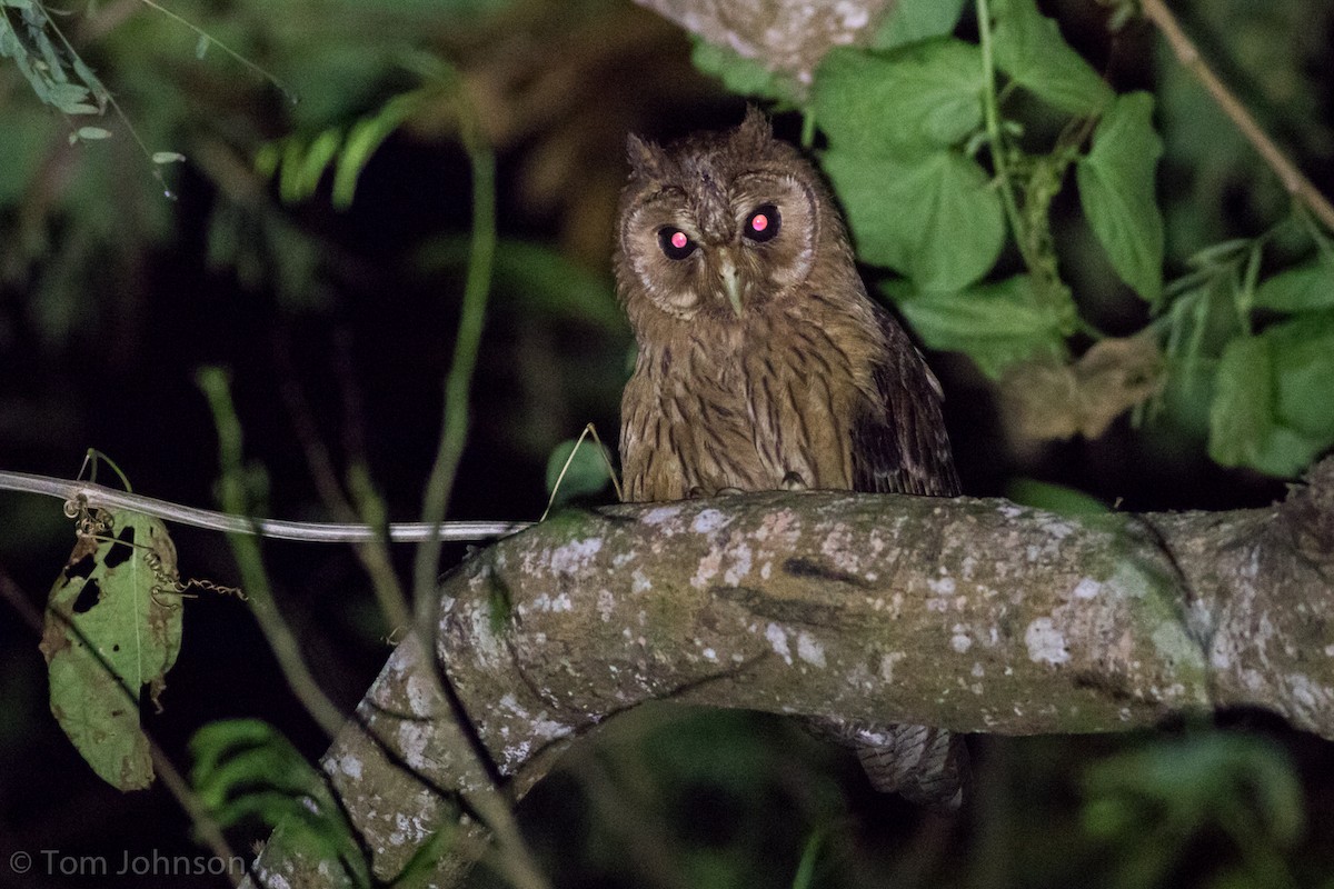 Jamaican Owl - ML89044001