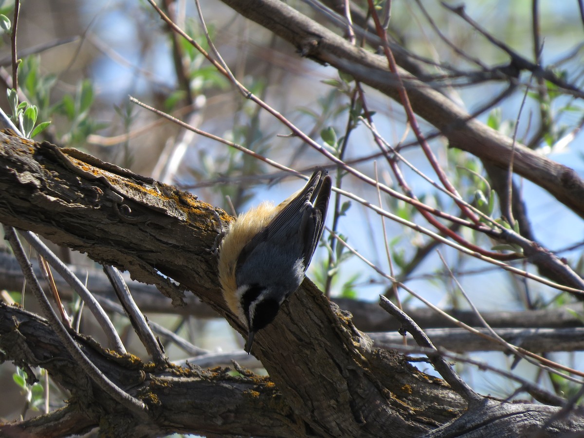 Red-breasted Nuthatch - ML89046461