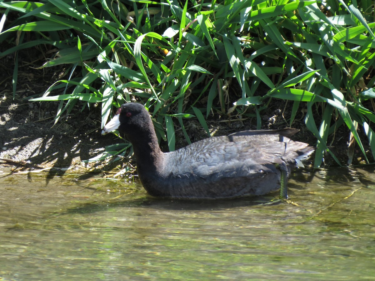 American Coot (Red-shielded) - ML89046831