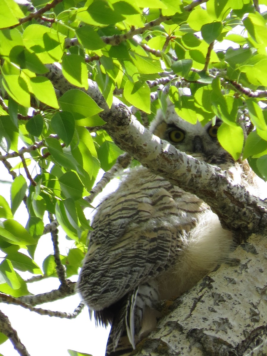 Great Horned Owl - ML89047171