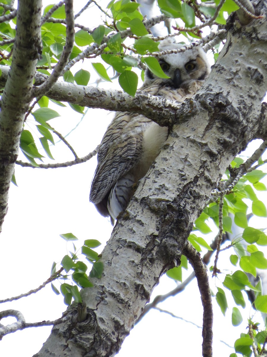 Great Horned Owl - ML89047181
