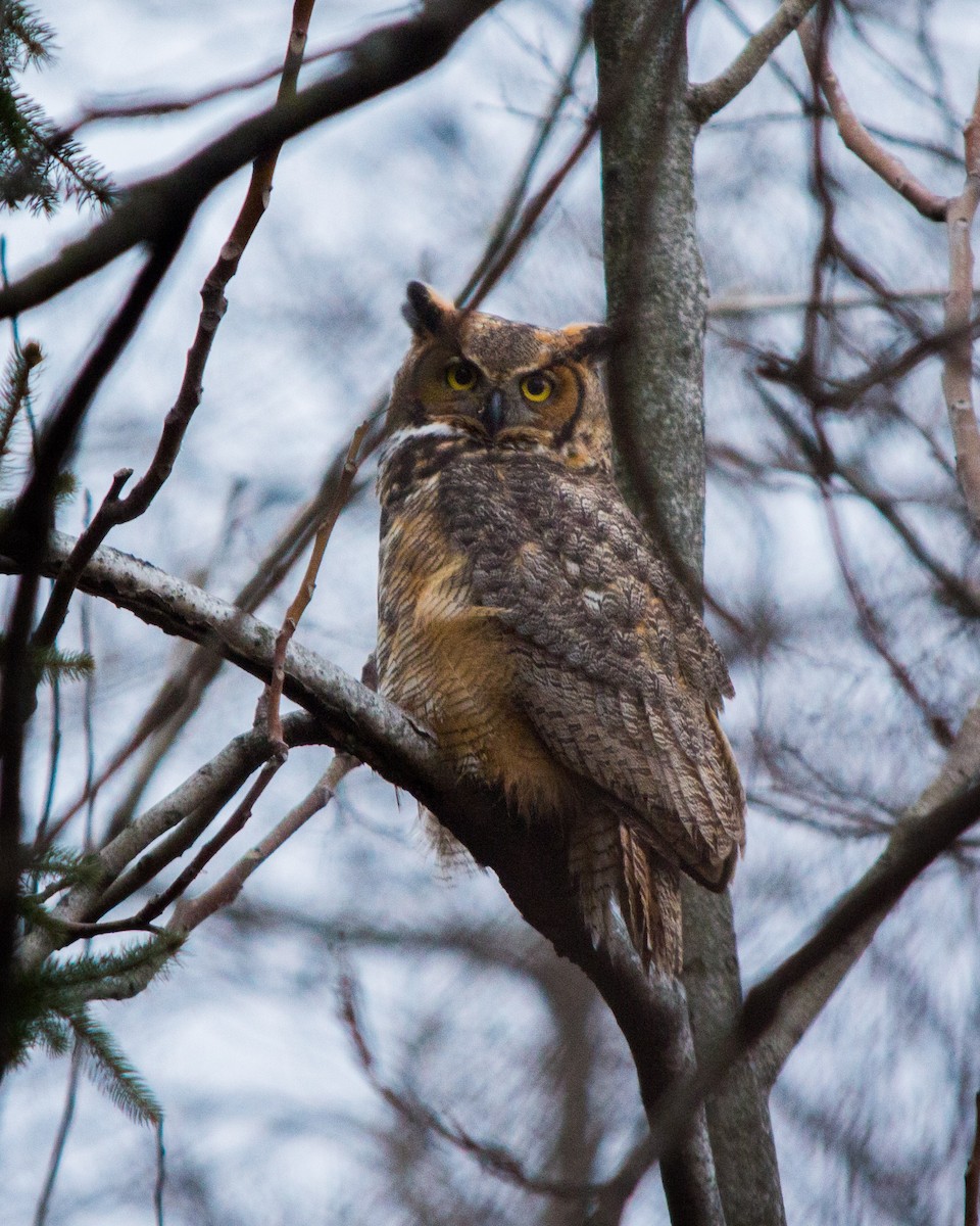 Great Horned Owl - ML89048471