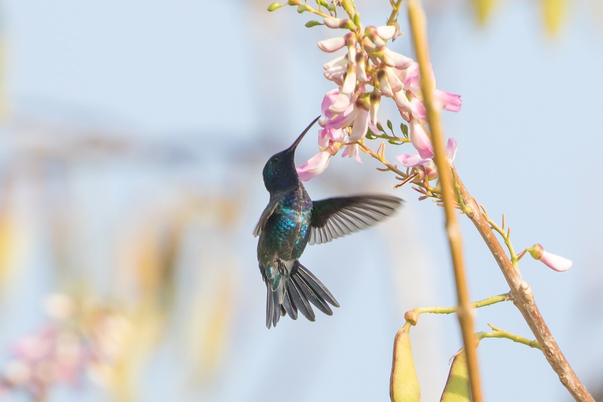 Sapphire-bellied Hummingbird - ML89049071