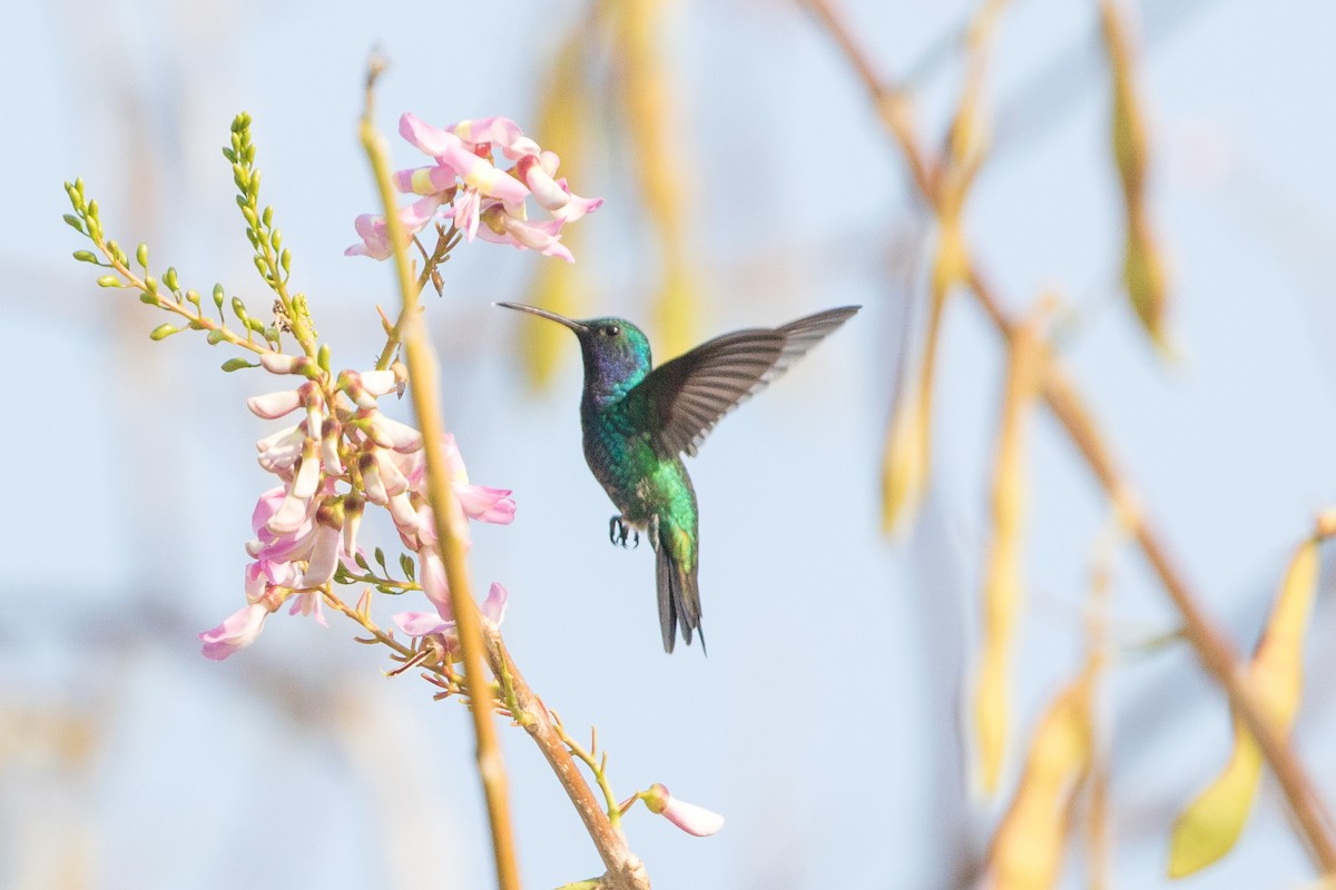 Sapphire-bellied Hummingbird - Cory Gregory