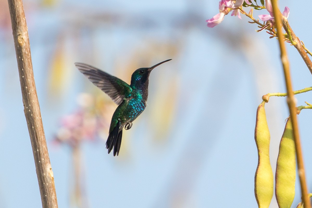 Sapphire-bellied Hummingbird - Cory Gregory