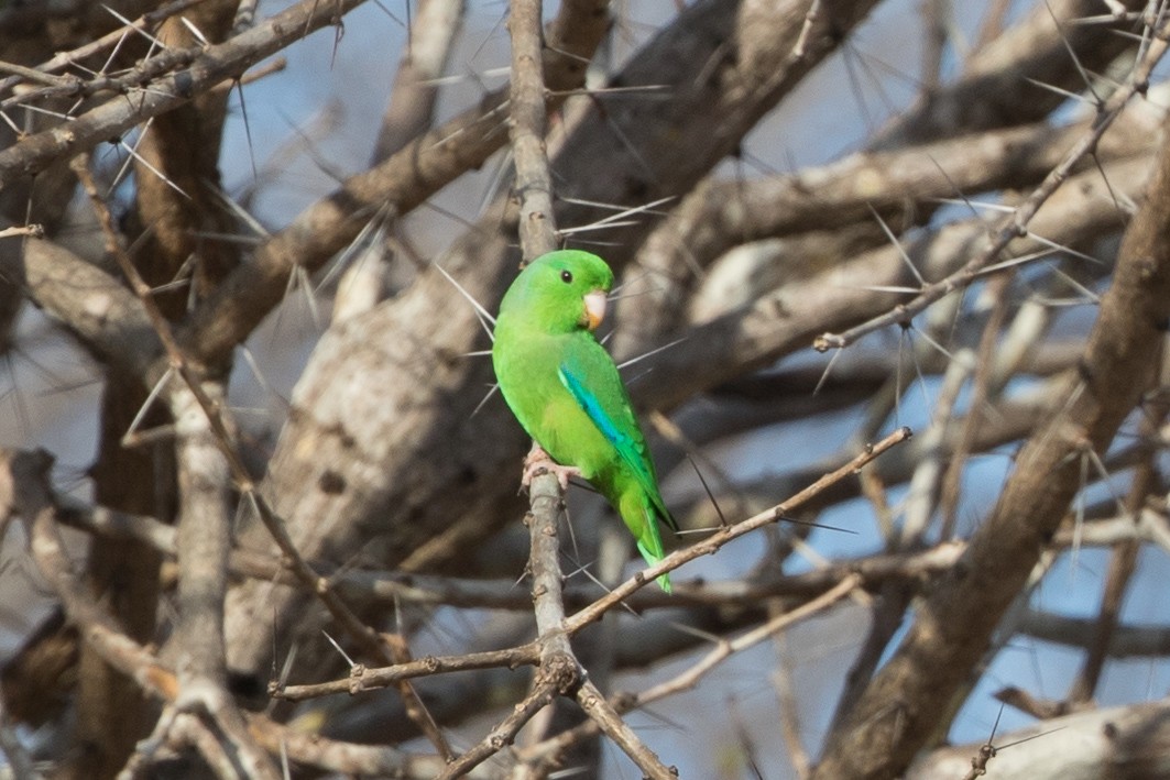 Green-rumped Parrotlet - Cory Gregory