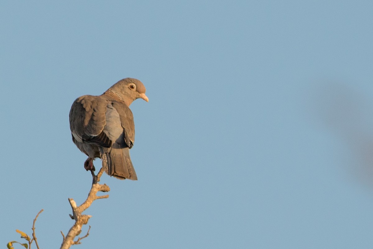Bare-eyed Pigeon - Cory Gregory