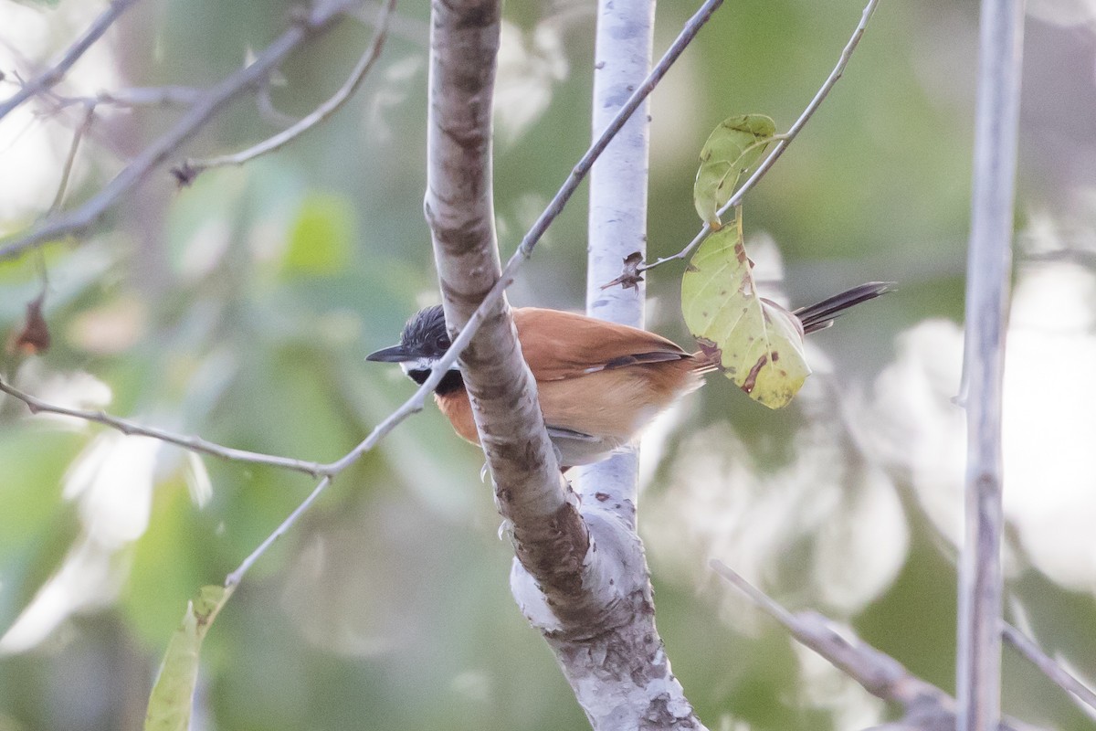 White-whiskered Spinetail - Cory Gregory