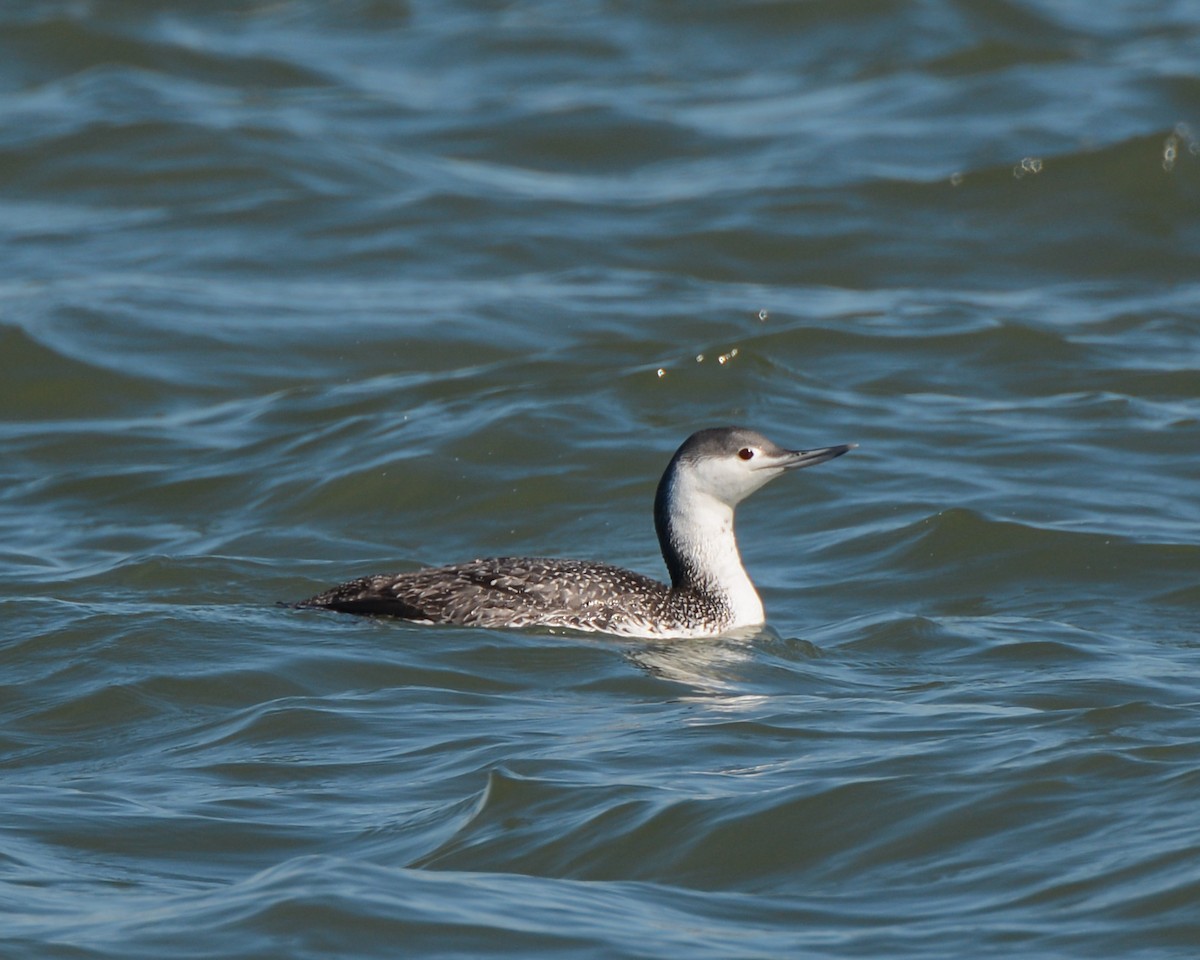 Red-throated Loon - Keith McCullough