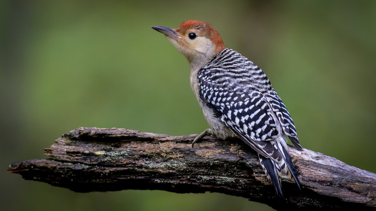 Red-bellied Woodpecker - Scott Martin