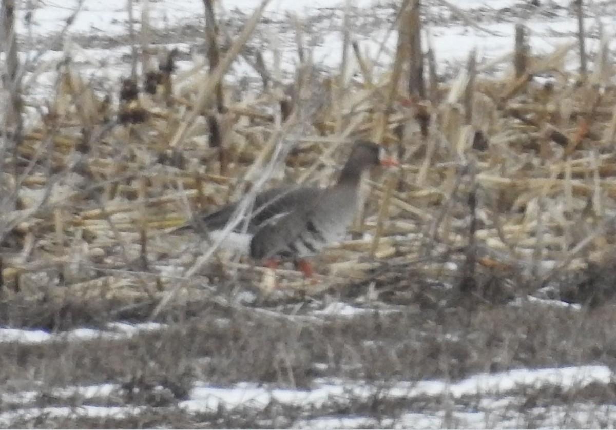 Greater White-fronted Goose - ML89053441