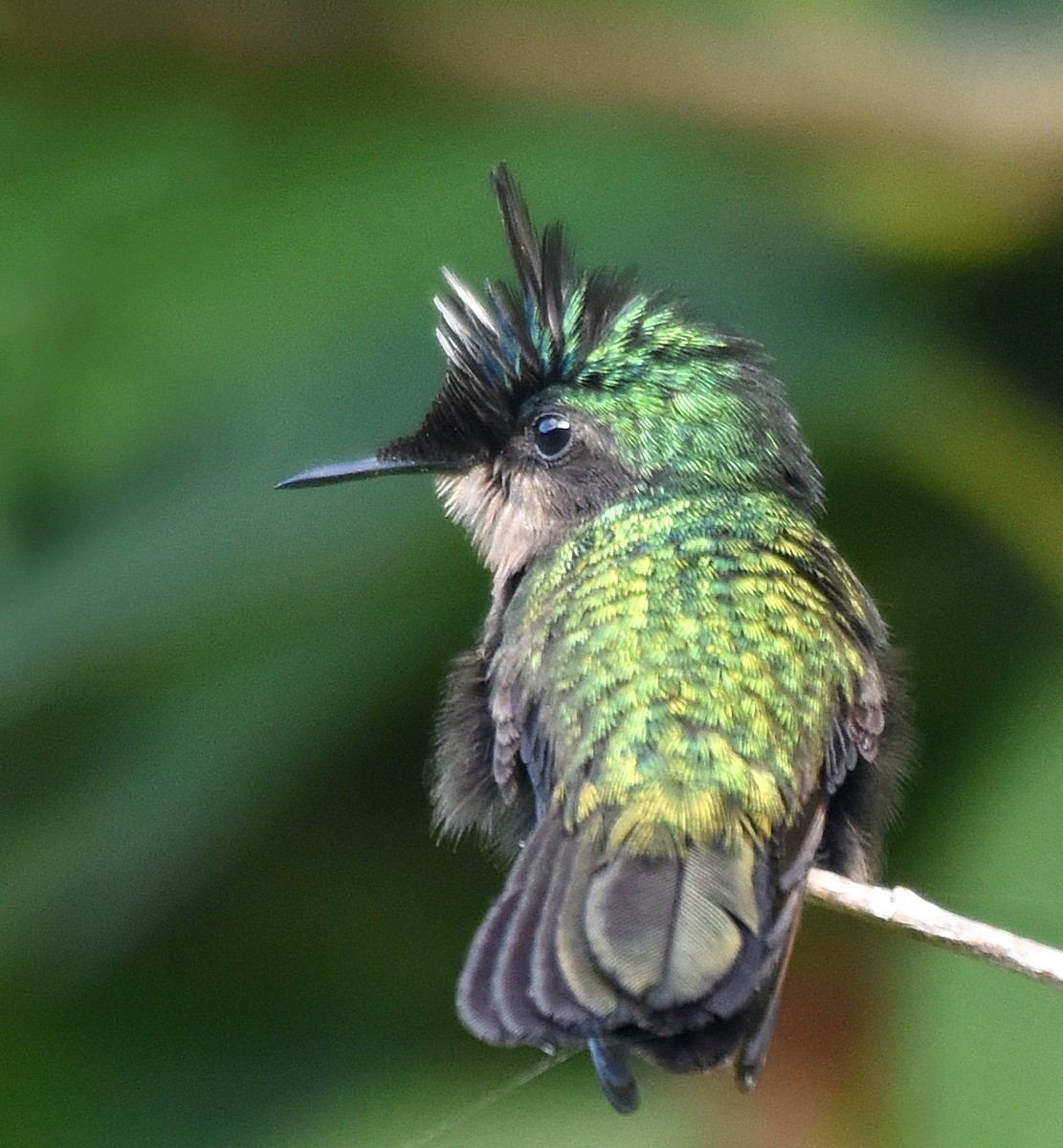 Antillean Crested Hummingbird - Steven Mlodinow