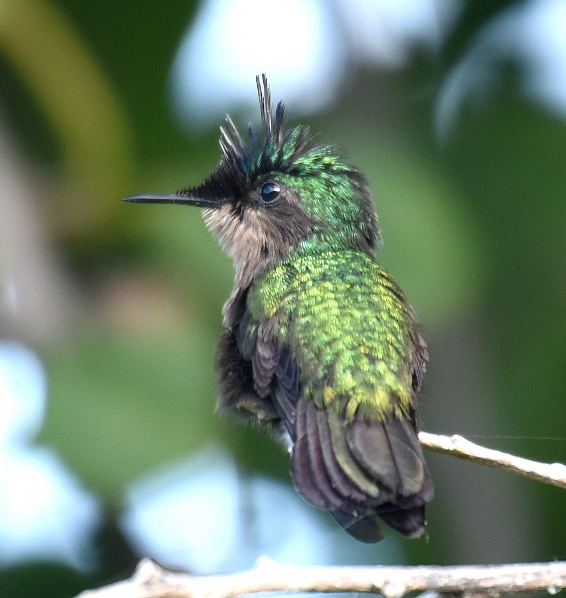 Antillean Crested Hummingbird - ML89053771