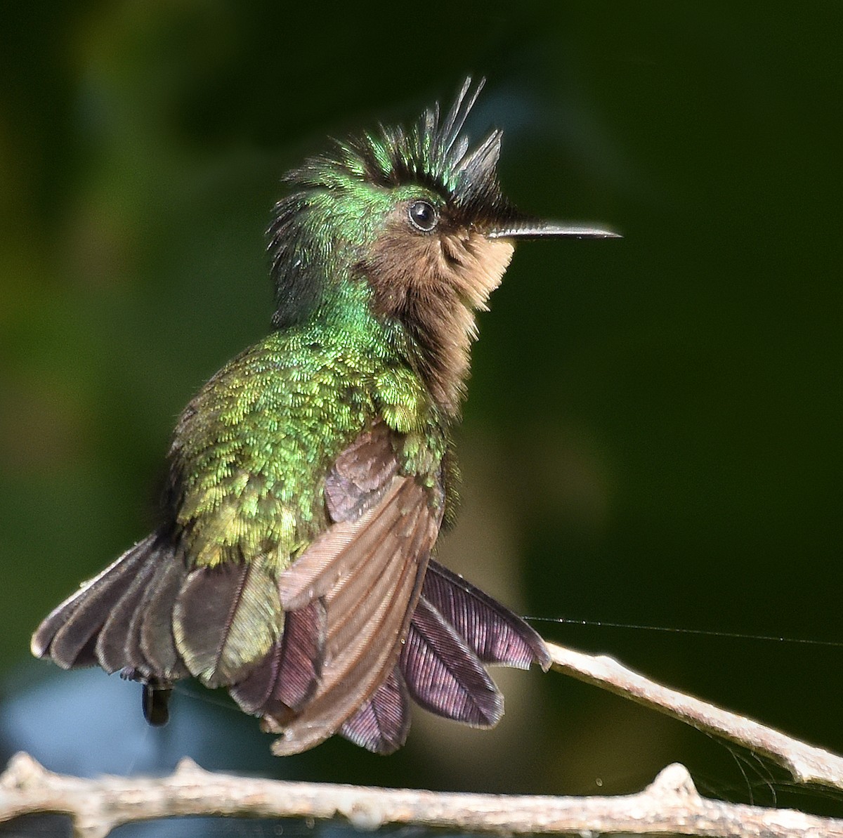 Antillean Crested Hummingbird - Steven Mlodinow