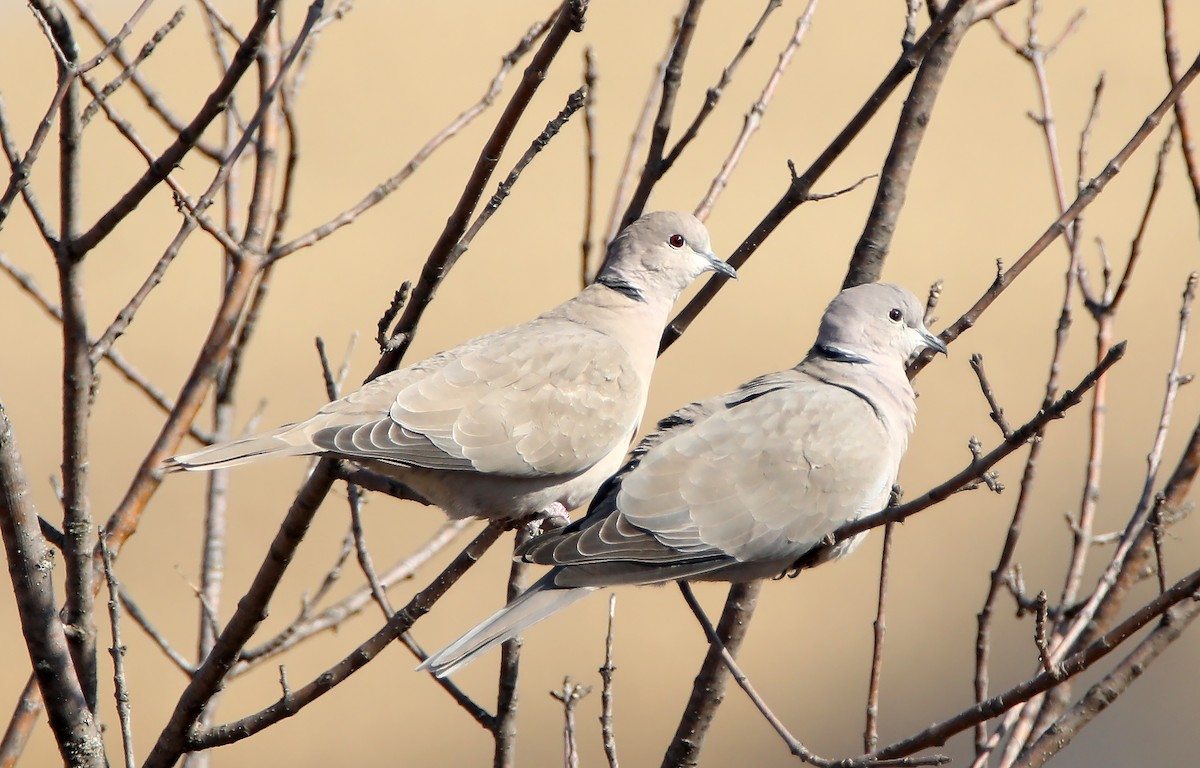 Eurasian Collared-Dove - Elizabeth Winter