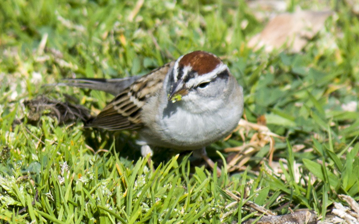 Chipping Sparrow - ML89057441
