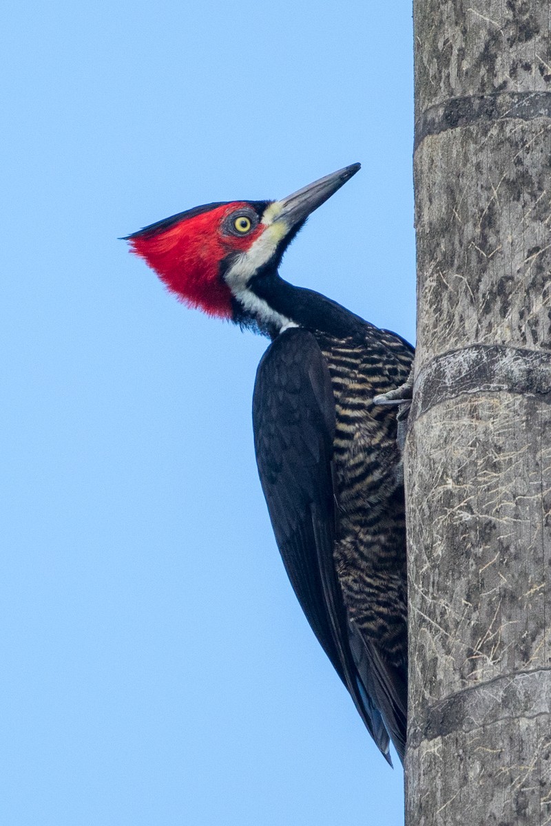 Crimson-crested Woodpecker - Cory Gregory