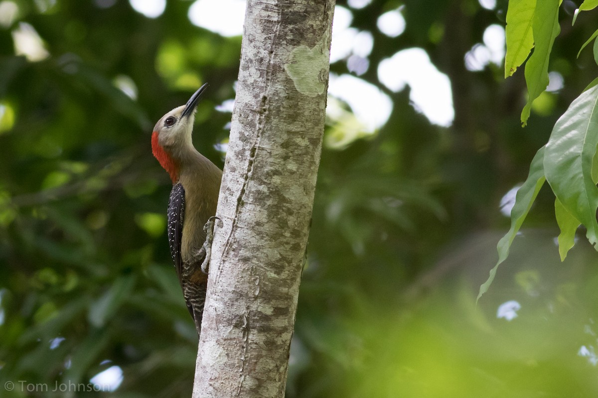 Jamaican Woodpecker - ML89061751