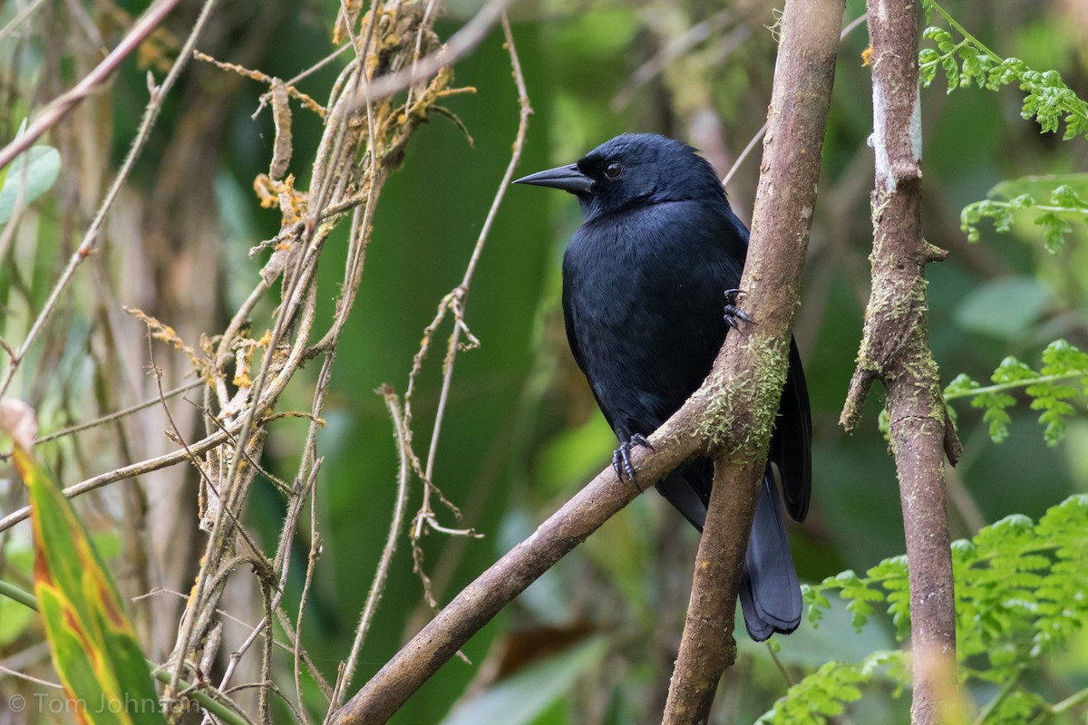 Jamaican Blackbird - ML89062321