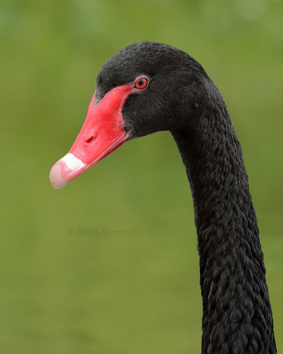 Black Swan - Todd Burrows