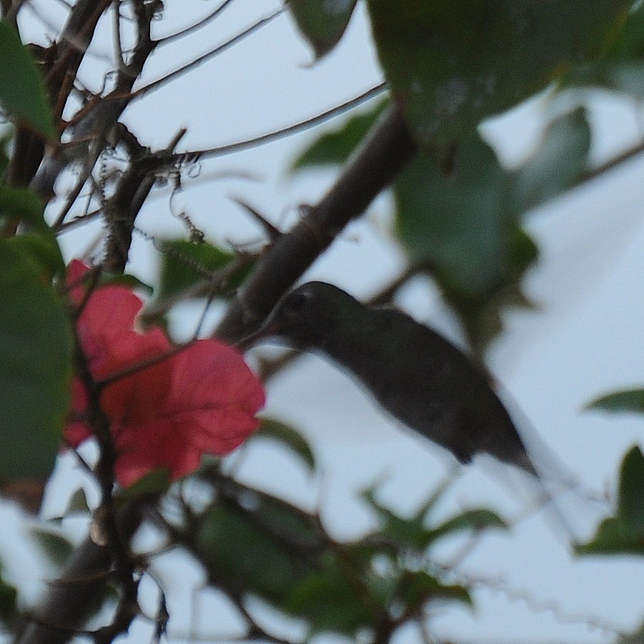 Violet-headed Hummingbird - Diana Flora Padron Novoa