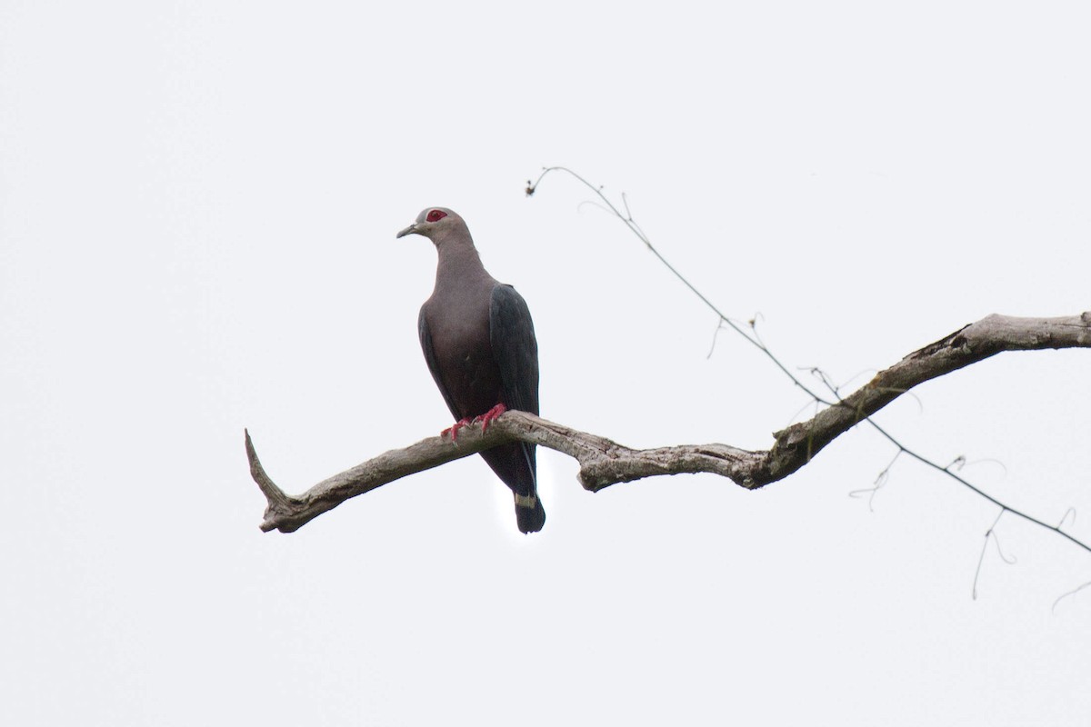 Pinon's Imperial-Pigeon - ML89072951