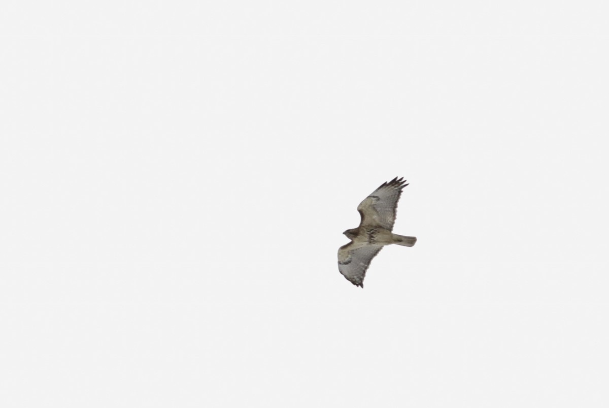 Red-tailed Hawk - Phillip Odum