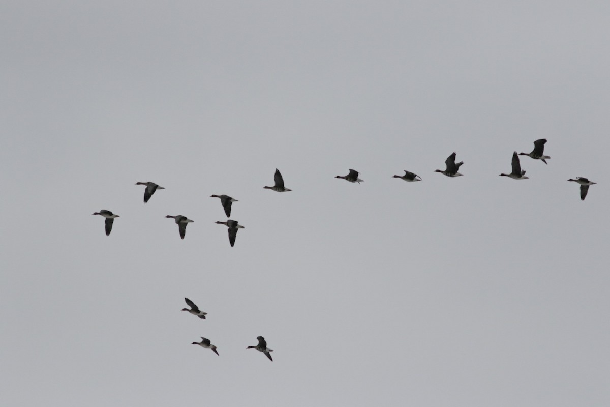 Greater White-fronted Goose - ML89073621