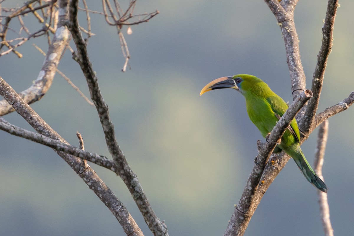Groove-billed Toucanet (Yellow-billed) - Cory Gregory